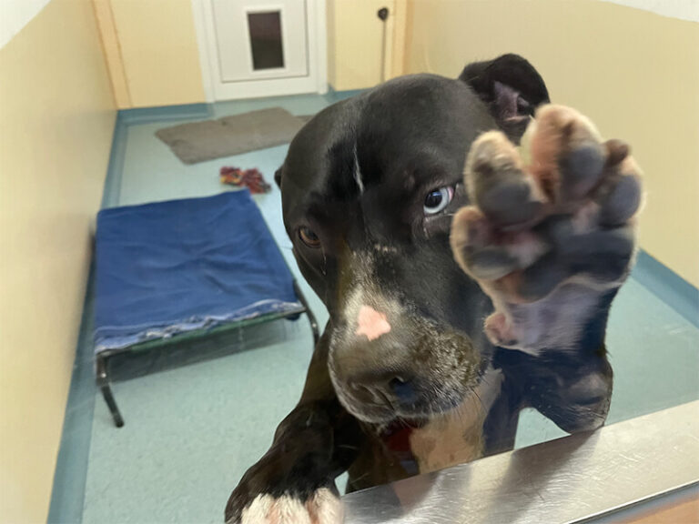 Garmisch Expedition Mallorca Tierheim 11 2 768x576