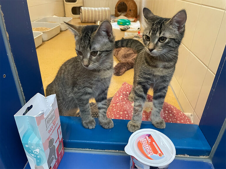 Garmisch Expedition Mallorca Tierheim 12 2 768x576